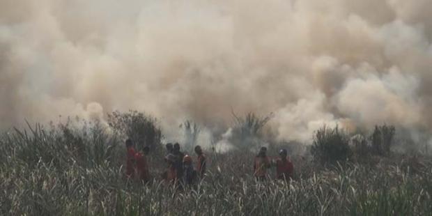 Angin Kencang, Kebakaran Hutan dan Lahan di Rokan Hilir Meluas hingga ke Kota Dumai
