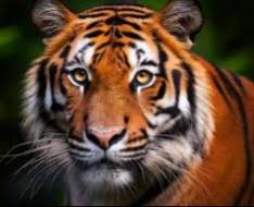 <b>Sejak Tahun 2028-2024, Konflik Manusia dengan Harimau di Riau telah Memakan 13 Korban Jiwa dan 2 Luka-Luka, Jikalahari: Ini Ancaman Serius dan Mengkhawartikan</b>