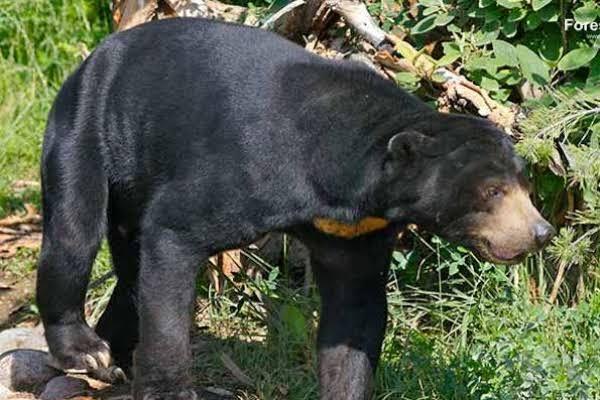 <b>Mengerikan !! Seorang Perempuan Tua Diserang Beruang Saat Beraktivitas di Kebun Karet</b>