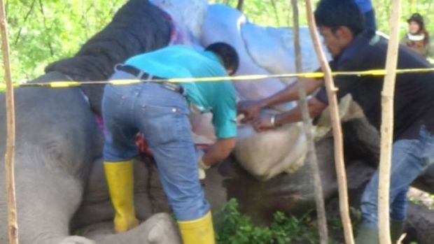 Hasil Autopsi Tim Medis BBKSDA Riau Simpulkan Gajah Liar di Balairaja Bengkalis Mati karena Tersetrum Listrik