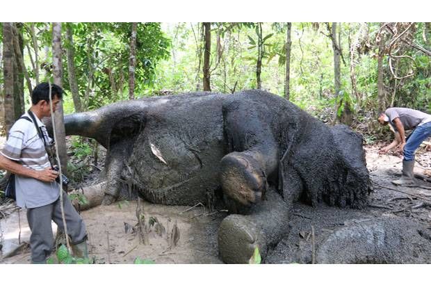 35 Gajah di Riau Mati akibat Kawasan Habitat Menyempit dan Akhirnya Cari Makan di Kebun Sawit