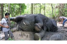 35-gajah-di-riau-mati-akibat-kawasan-habitat-menyempit-dan-akhirnya-cari-makan-di-kebun-sawit