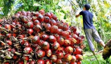 bperiode-sepekan-ke-depan-harga-tbs-kelapa-sawit-mitra-swadaya-di-riau-turunb