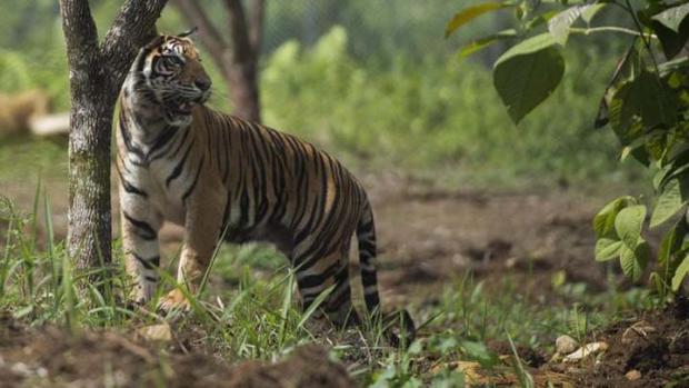 Seorang Pria di Indragiri Hilir Selamat setelah Bertarung Melawan Harimau yang Menerkamnya Saat Cari Kayu Bakar di Hutan