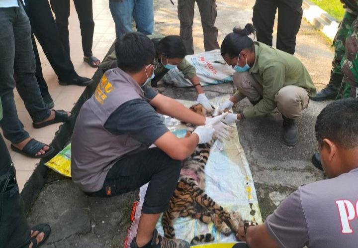 <b>Enam Pelaku Pembantaian Harimau Sumatra di Riau Ditangkap Petugas BBKSDA </b>