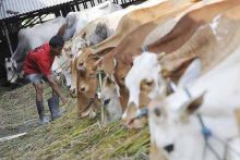 bantuan-sapi-potong-di-riau-digelontorkan-hingga-rp7-miliar-sayang-indikatornya-tak-jelas-noviwaldy