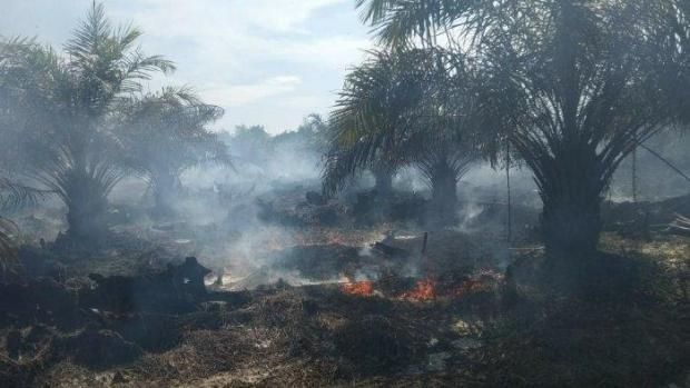 Karhutla Kembali Muncul dk Pelalawan, 2 Hektare Sawit di Langgap Ludes Dilalap Api