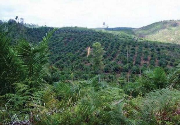 Kejaksaan Negeri Inhu Selidiki Kasus PT RPJ yang Tanami Sawit di Kawasan Hutan Lindung