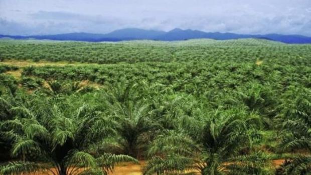 Temuan Terbaru: Hanya 0,8 Juta Hektar Kebun Sawit di Riau yang Bisa Dikatakan Legal