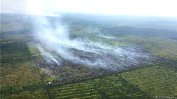 Sepanjang 2016, Tak Ada Perusahaan Jadi Tersangka Pembakar Hutan dan Lahan di Riau