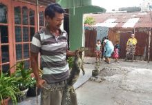 ngeriii-biawak-raksasa-nyelonong-masuk-rumah-warga-jalan-paus-pekanbaru