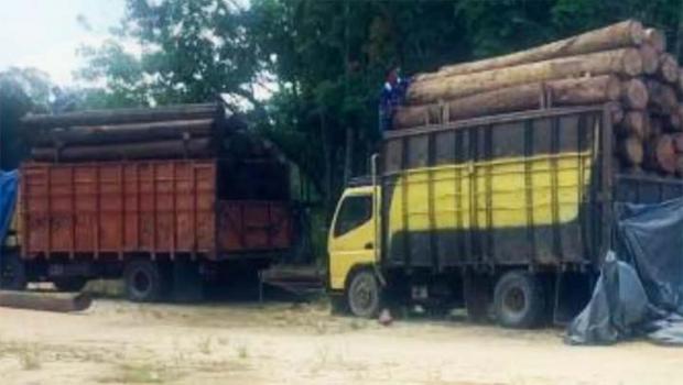 Aksi Gerombolan Perambah Hutan di Kampar Makin Nekat; Berani Melawan Petugas jika Jarahannya Ditangkap