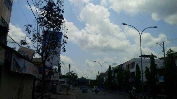 Pohon Pelindung di Kota Pekanbaru Banyak yang Mati, DKP: Kita Belum Tahu, Nanti Kita Cek ke Lapangan