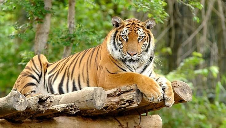 <b>Seorang Pekerja di Riau Diterkam Seekor Harimau Sumatera, Korban Alami Luka Robek akibat Cakaran</b>