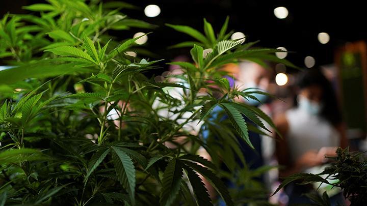 Makan Permen Ganja Berwarna Pelangi, Lebih dari 60 Anak SD Jamaika Dirawat di Rumah Sakit