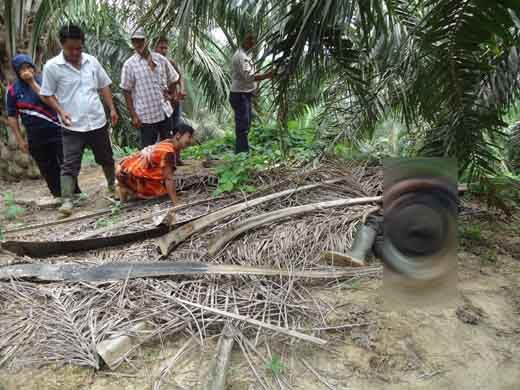Mayat Wanita di Kebun Sawit Gegerkan Warga Desa Tukjimun Kecamatan Kemuning Indragiri Hilir