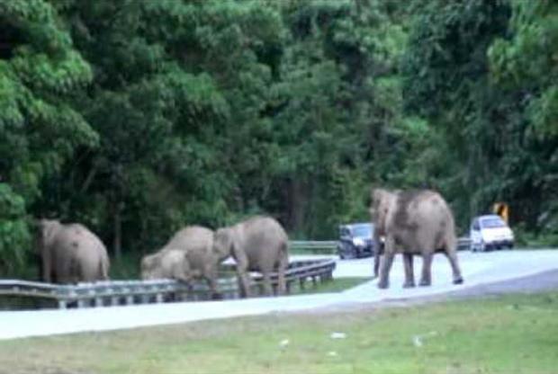 Pemerintah Bakal Buatkan Terowongan untuk Gajah Melintas di Ruas Tol Trans Sumatera