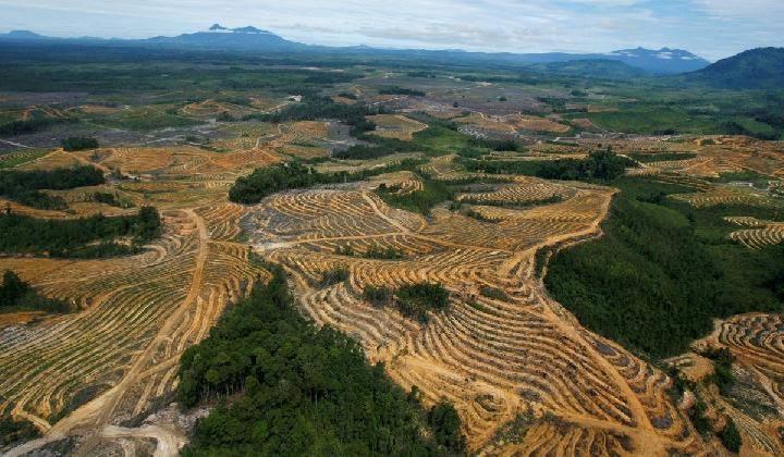 Sebelum Haramkan Deforestasi, Komisi Fatwa MUI Sempat Bertemu Aktivis Lingkungan Riau Diskusi Terkait Tata Kelola