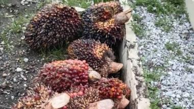 bgaji-tak-cukup-untuk-kebutuhan-hidup-dua-buruh-nekat-curi-sawit-di-tempat-kerjab