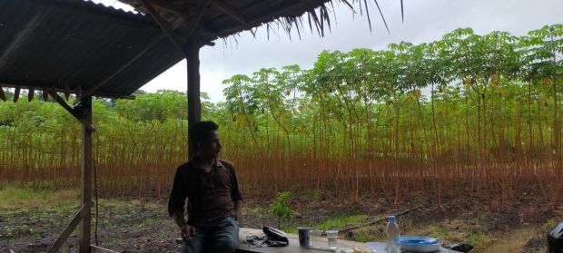 Belajar dari Warga Rumbai Pekanbaru, Pemuda Pangkalanbatang Bengkalis Tanam 7.000 Pohon Singkong di Bekas Lapangan Sepak Bola