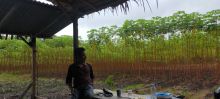 belajar-dari-warga-rumbai-pekanbaru-pemuda-pangkalanbatang-bengkalis-tanam-7000-pohon-singkong-di