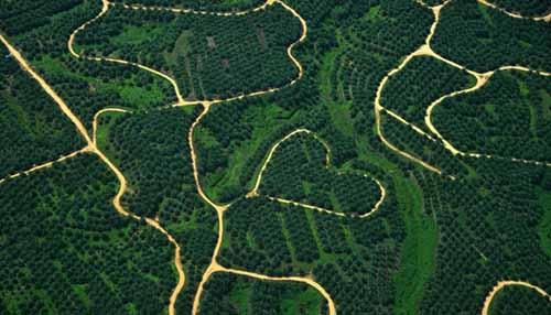 1 Juta Hektar Lahan Sawit Ilegal di Riau Ancam Populasi Harimau
