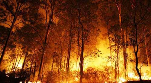 Kebakaran di Jambi Nyaris Lalap Kawasan Hutan Taman Nasional Bukittigapuluh di Riau