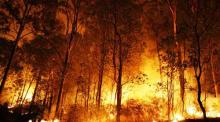 kebakaran-di-jambi-nyaris-lalap-kawasan-hutan-taman-nasional-bukittigapuluh-di-riau
