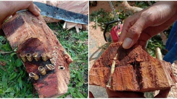 Puluhan Peluru Diduga Sisa Perang Melawan Belanda Ditemukan di Batang Pohon Kapuk yang Berusia Kira-Kira 100 Tahun