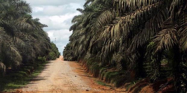 Waduh, 1,7 Juta Hektar Perkebunan Sawit di Riau Ternyata Ilegal, Hanya 970 Ribu Hektar yang Pegang HGU