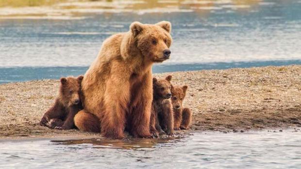 Diserang Beruang, Pencari Ikan di Kampar Babak Belur hingga Tak Sadarkan Diri