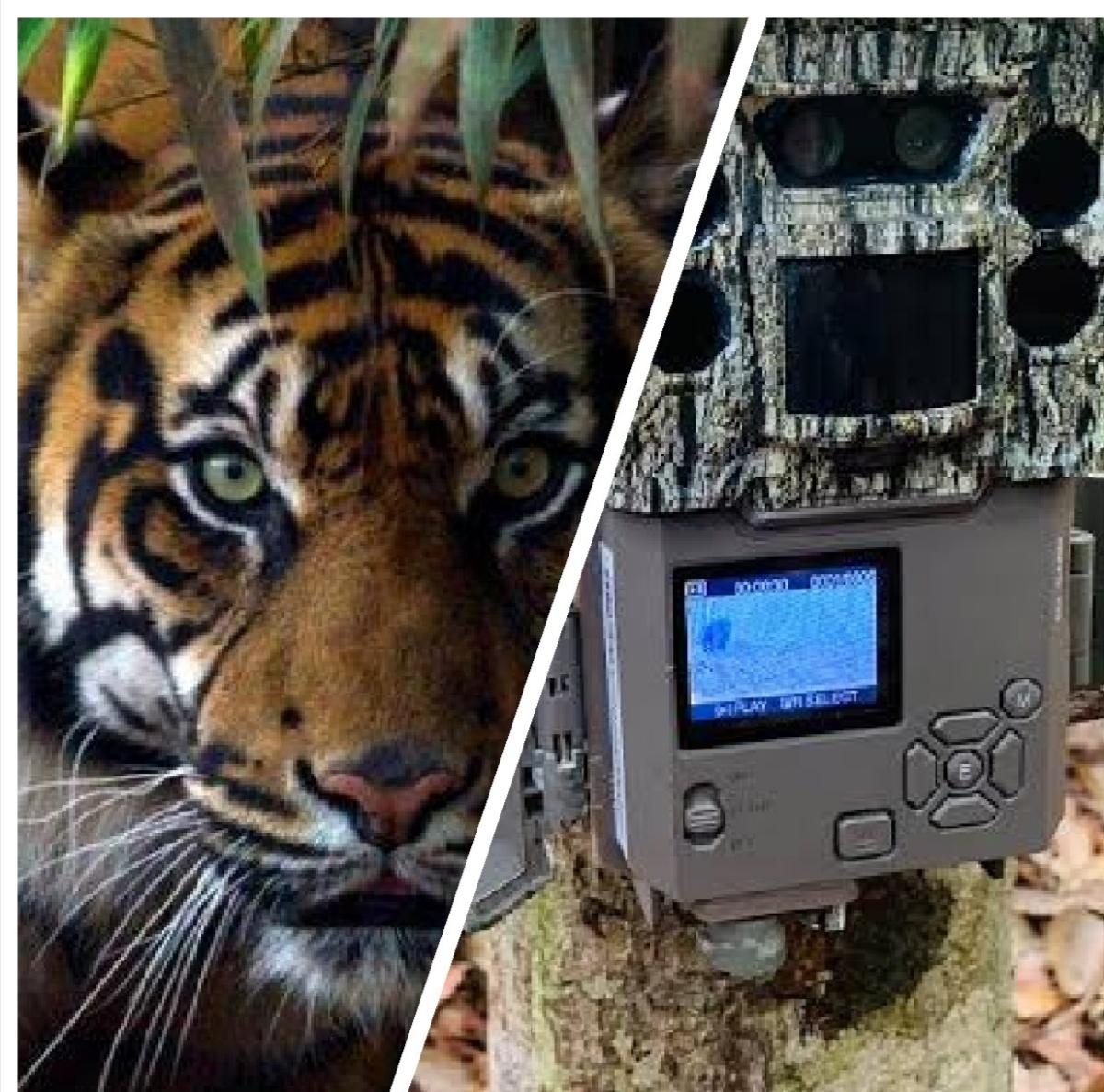 <b>Pascakonflik Harimau Sumatera dengan Manusia di Kabupaten Siak, BBKSDA Riau Pasang Kamera Jebak dan Lakukan Patroli Gabungan</b>