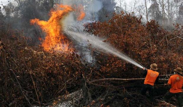 Kebakaran Hutan di Riau Belum Teratasi, Api Masih Membara di 3 Kabupaten