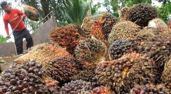 <b>Periode Sepekan ke Depan, Harga TBS Kelapa Sawit Mitra Plasma di Riau Kembali Naik</b>