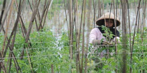 Nilai Tukar Petani di Riau Alami Kenaikan Paling Tinggi secara Nasional