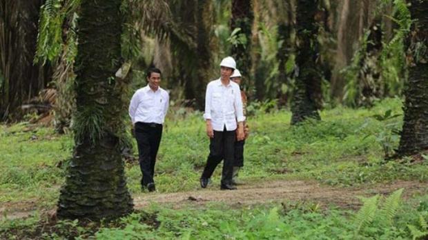 12 Februari, Presiden Jokowi Dijadwalkan Resmikan Peremajaan Sawit 12 Ribu Hektar di Rokan Hulu