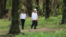 12-februari-presiden-jokowi-dijadwalkan-resmikan-peremajaan-sawit-12-ribu-hektar-di-rokan-hulu