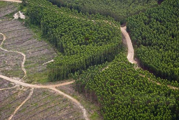 Riau Punya 5 Juta Hektar Lahan Gambut, tapi Lebih Separuhnya Rusak