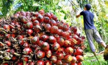 bharga-tbs-kelapa-sawit-mitra-plasma-di-riau-kembali-naikb