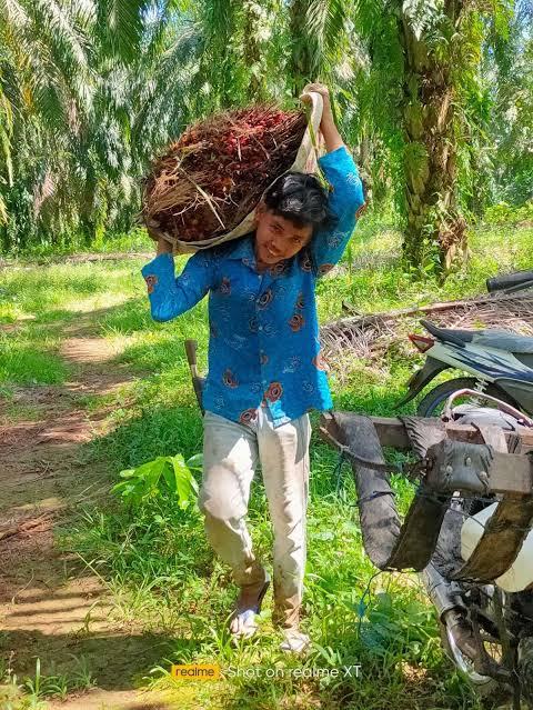 <b>Sepekan ke Depan, Harga TBS Kelapa Sawit Mitra Swadaya di Riau Naik Sebesar 1,99 Persen</b>