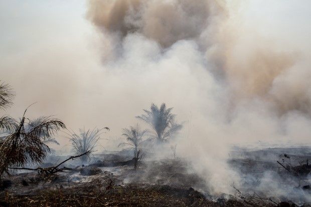 Ini Dia 18 Perusahaan di Riau yang Diduga Menjadi Biang Kerok Bencana Asap