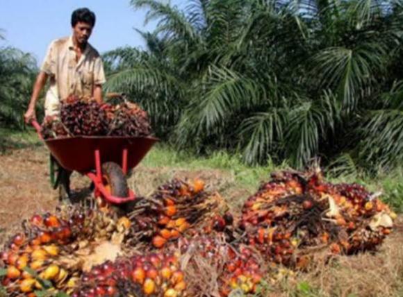 <b>Periode Sepekan ke Depan, Harga TBS Kelapa Sawit Mitra Plasma di Riau Turun</b>