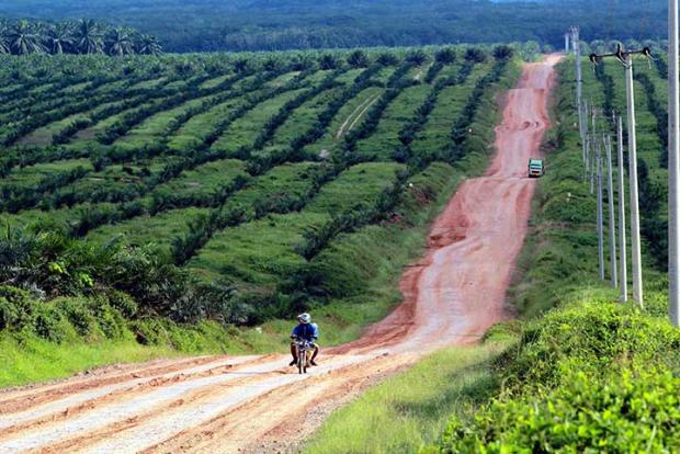 Ada Permintaan dari Dua Menteri, Eksekusi Lahan Sawit PTPN V Seluas 2.823 Hektar di Kampar Diundur