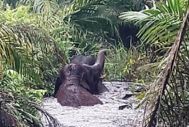 BBKSDA Berupaya Keluarkan Dua Gajah Liar yang Terjebak di Rawa Gambut Inhu