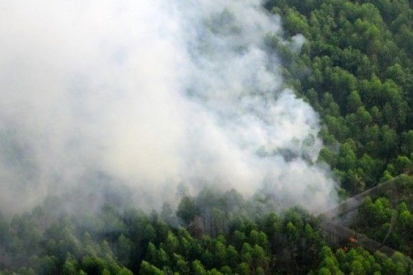Kebakaran Landa Konsesi HTI PT Diamond Raya Timber dan PT Suntara Gajapati di Dumai