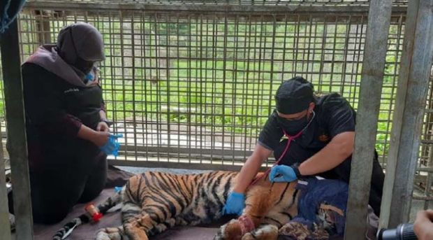 Kaki Harimau Korban Jerat di Lokasi HTI di Pelalawan Terancam Diamputasi