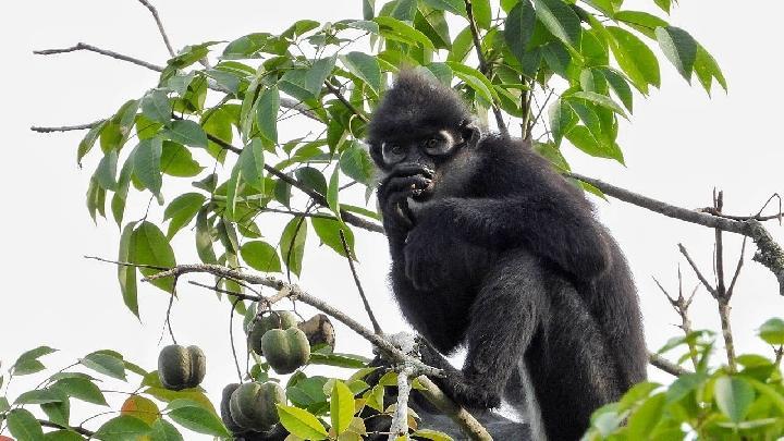 <b>Lestarikan Lutung Kokah, Pertamina Hulu Rokan Tanam Matoa dan Jengkol</b>