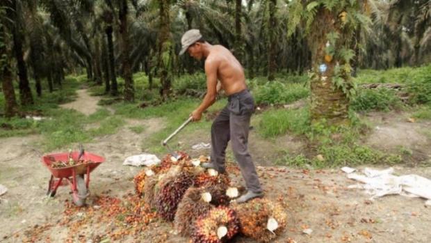 Waduh, Perusahaan Besar yang Punya Kebun Sawit Luas Ternyata Tak Berkantor di Indonesia