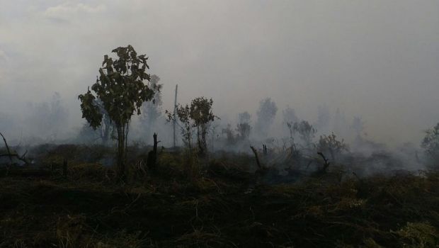 Kebakaran Lahan di Desa Rimbopanjang Kampar Kembali Terjadi
