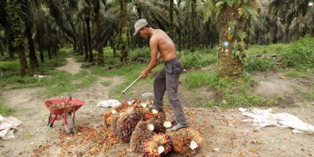 Pemilik Kebun Sawit Perorangan di Atas 25 Hektar Tak Berbadan Hukum Bertabur di Rohil, Ada yang Bergaya ”Tuan Takur” Sesuka Hati Memecat Pekerja tanpa Alasan